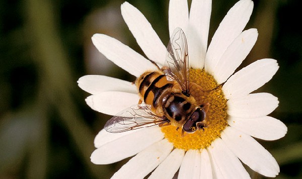 Svirreflue på blomst